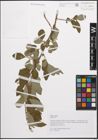 Foto von Salix cinerea L.